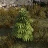 The Gathering